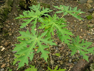 Original photo of the leaves of the Papaya plant which has the Latin name (Carica Papaya L) which grows in tropical areas