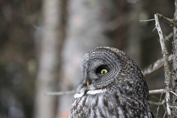 Great Gray Owl in Alaska