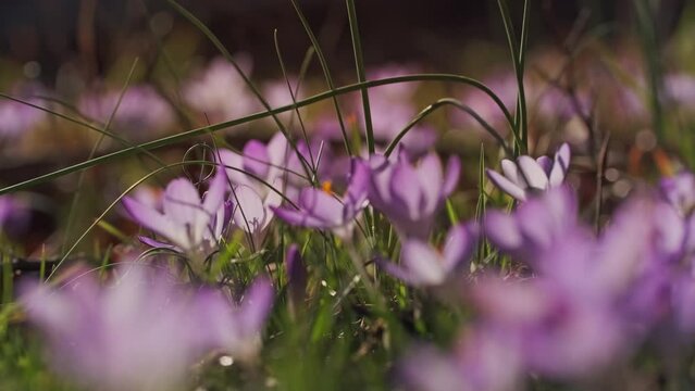 Springtime close-up view of meadow with violet crocuses. Soft selective focus of flowering crocus flowers, 4k