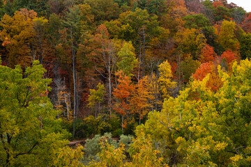 An autumn Forest,  fall foliage,  Autumn Colors, beautiful october 