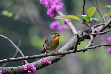 bee eater bird