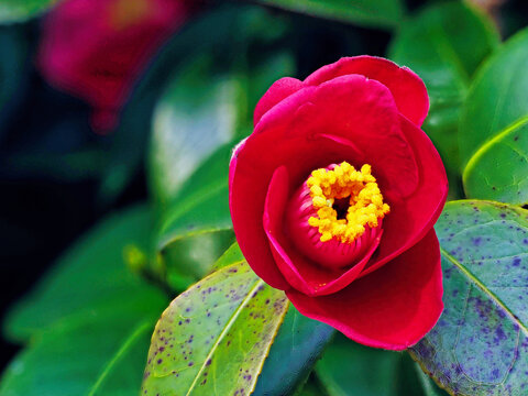 Tokyo, Japan - March 24, 2024: Closeup of Camellia japonica flower