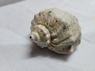 shell