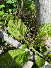 leaves in the garden