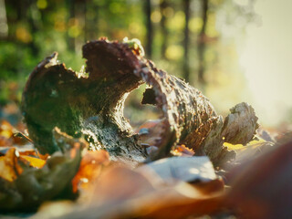 moss on tree