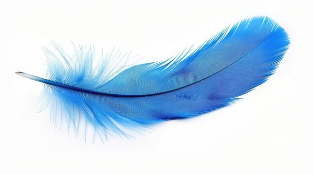 blue feather on a white background. isolated