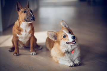 Bull terrier and corgi dogs are sitting in the room.