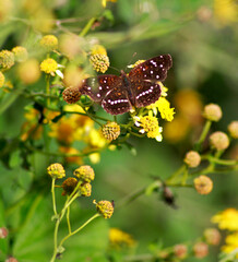 butterfly on a flower