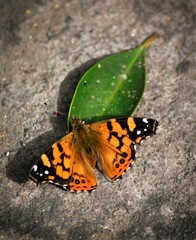 butterfly on a leaf