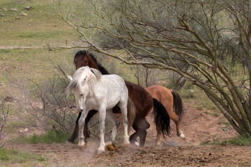 White horse wild stallion fighting blood bay stallion in the Salt River wild horse management area...