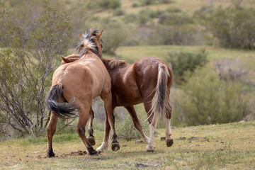 Wild horse stallions sparring and fighting in the Salt River wild horse management area near Mesa Arizona United States
