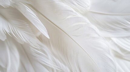 Obraz premium White feather background