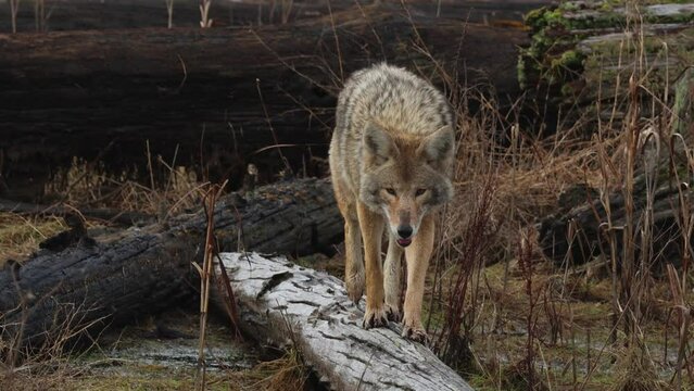 Adult coyote paces down a log