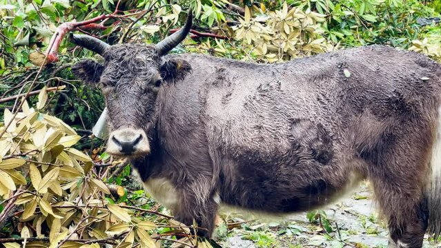 Wet funny cow portrait during the rainy day. Cute animal looking at camera with sad glance. Livestock, agriculture and traveling 4K concept. Makalu Barun National park, Himalayas, Nepal.