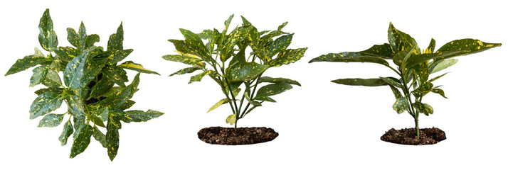 Top and side views of the outdoor green plant isolated on transparent background. PNG image of...
