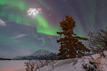 Northern lights aurora seen outside of Whitehorse in Yukon Territory, Canada
