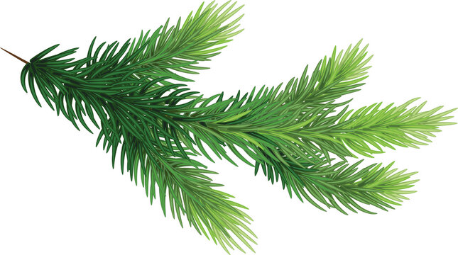 pine branches , hand-drawn style, decorative botanical illustration for design, Christmas plants on transparent, png