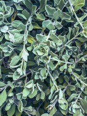 natural green wallpaper and background