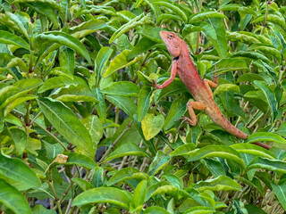 Closeup young Oriental garden or Changeable lizard