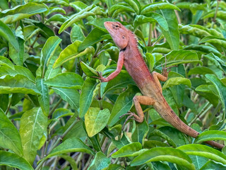 Closeup young Oriental garden or Changeable lizard