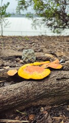 Fototapeta premium fungus on tree