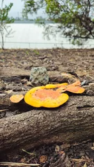 Wandaufkleber fungus on tree © Jam-motion