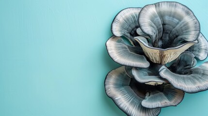 Black trumpet mushroom on a soft pastel background for improved search result relevance - obrazy, fototapety, plakaty