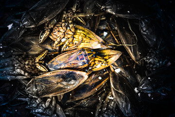 Giant water bug mixed with salt
