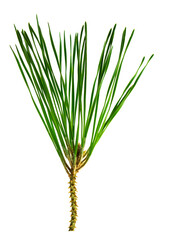 Pine branches isolated on transparent, png. Spruce branch. Young pine branches. green tree branch. pine close up