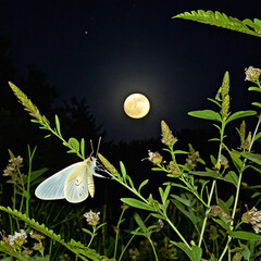 Mysteries of the Night Exploring the Fascinating World of Moths