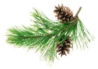 Beautiful fir tree branch with pine cones on transparent, png. Medicinal plants. Forest tree with cones.