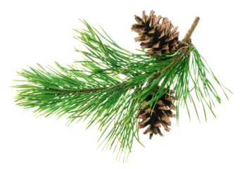 Beautiful fir tree branch with pine cones on transparent, png. Medicinal plants. Forest tree with cones.