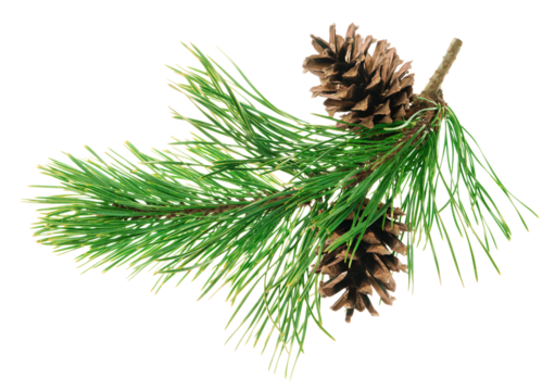 Beautiful fir tree branch with pine cones on transparent, png. Medicinal plants. Forest tree with cones.