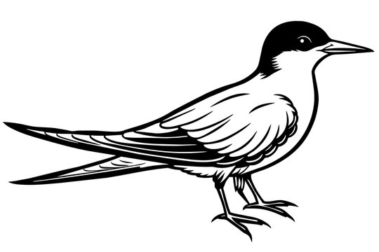 recommend clip art: tern silhouette vector illustration