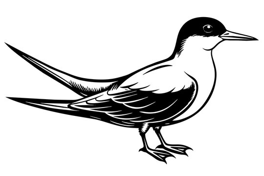 recommend clip art: tern silhouette vector illustration