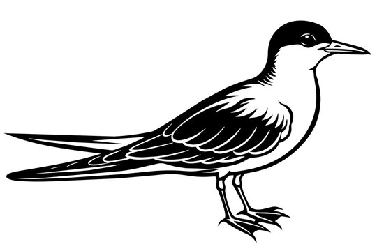 recommend clip art: tern silhouette vector illustration