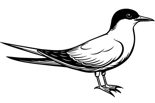 recommend clip art: tern silhouette vector illustration