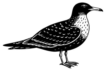 skua silhouette vector illustration