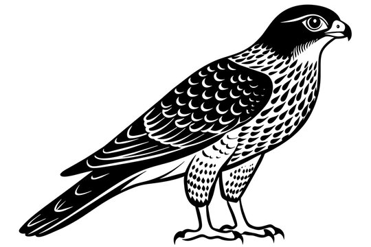 recommend clip art: sparrowhawk silhouette vector illustration