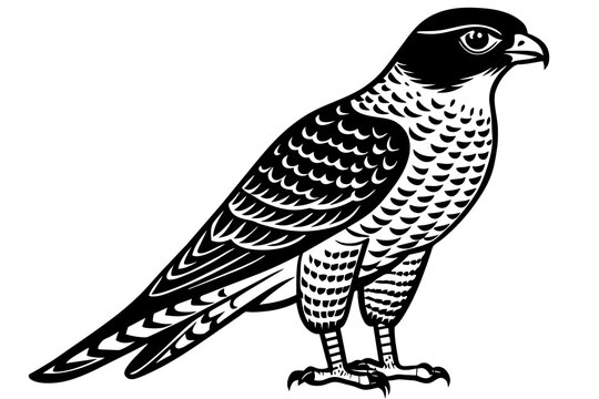 recommend clip art: sparrowhawk silhouette vector illustration