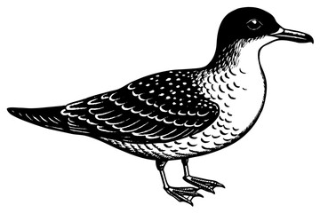 Obraz premium shearwater silhouette vector illustration