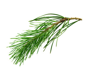 pine branch. Medicinal plants. Alternative medicine. isolated on transparent, png. Winter holiday decoration concept