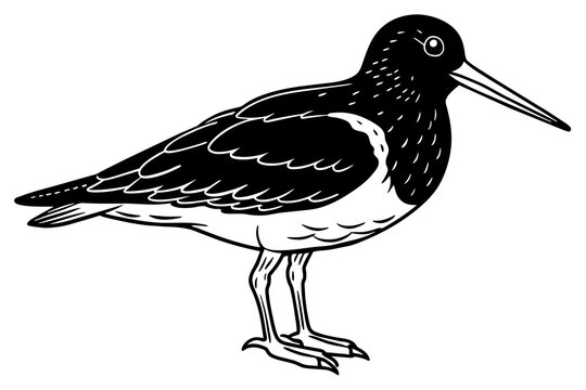 recommend clip art: oystercatcher silhouette vector illustration