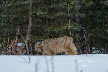 Beautiful, stunning Lynx seen off the side of the Alaska Highway in Yukon Territory, Canada during spring time with snow covered landscape surrounding the wild big cat.