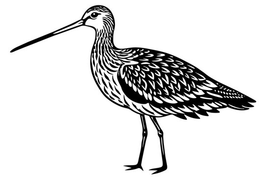 recommend clip art: godwit silhouette vector illustration