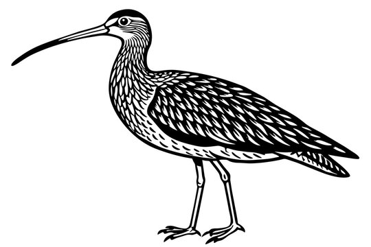 recommend clip art: curlew silhouette vector illustration