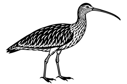 recommend clip art: curlew silhouette vector illustration