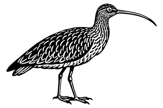 recommend clip art: curlew silhouette vector illustration