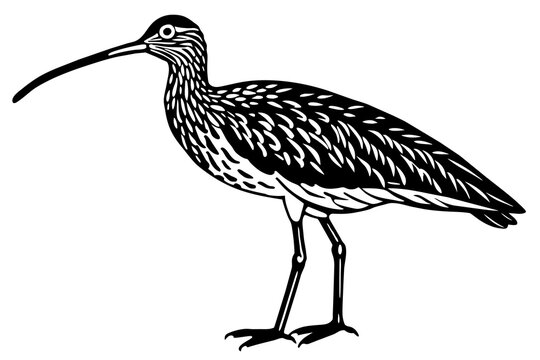 recommend clip art: curlew silhouette vector illustration