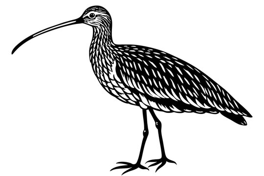 recommend clip art: curlew silhouette vector illustration